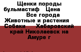 Щенки породы бульмастиф › Цена ­ 25 000 - Все города Животные и растения » Собаки   . Хабаровский край,Николаевск-на-Амуре г.